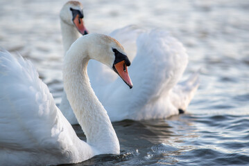 Beautiful elegant white swans swimming in the Danube river in Belgrade, Serbia