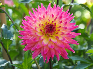 Große rosa-gelbe Dahlienblüte
