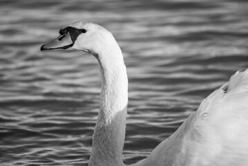Beautiful elegant white swan swimming in the Danube river in Belgrade, Serbia
