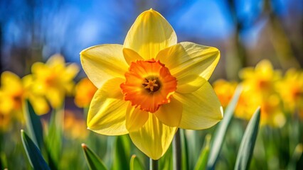 Close-Up of a Yellow Daffodil in Bloom on a Sunny Day, Perfect for Spring-Themed Blogs, Gardening Websites, or Floral Inspiration for Seasonal D&eacute;cor