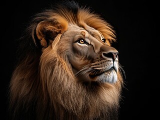 Fototapeta premium Majestic Lion Portrait on Black Background