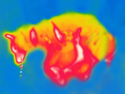 A dying scabby dog. Image from thermal imager device.