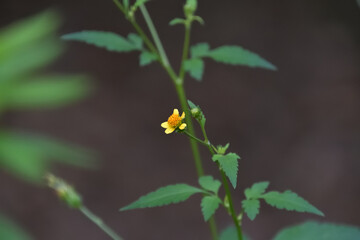センダングサの花