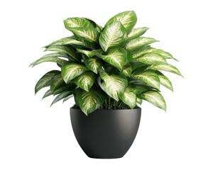 Fototapeta premium A lush green plant with variegated leaves in a sleek black pot, enhancing indoor decor.