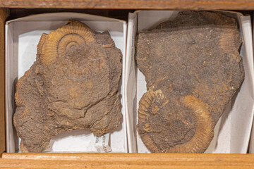Ammonites © murasal