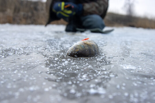 Winter fishing on the first ice after frost. The fishing rod and fisherman is placed near the hole on the edge of the catter (collar ice) on river. Perch is caught