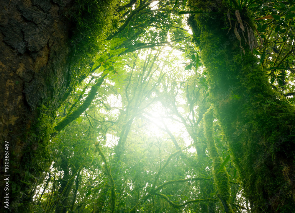 Wall mural looking up view of tree trunk to green leaves of tree in forest with sun light. fresh environment in