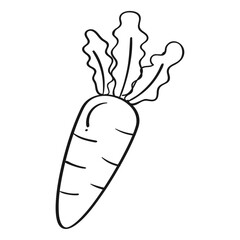 Carrot isolated on white background Organic healthy food hand drawn doodle illustration