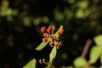 vista macro di alcune more rosse e nere di rovo su sfondo scuro ed astratto, in un ambiente naturale in estate