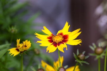 Beautiful yellow and maroon flower of coreopsis or tickseed in summer, close up