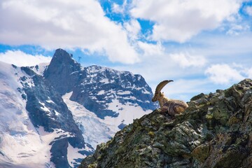 Portrait of alpine ibex on mountain Switzerland Zermatt