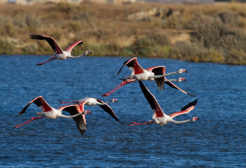 Flamingos in the Ria Formosa natural park, Algarve, Portugal