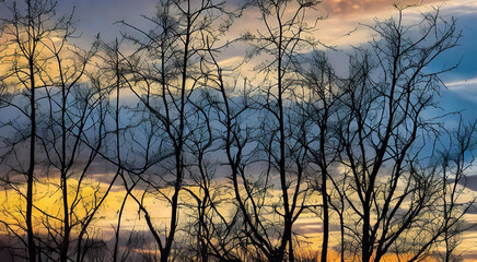 Obraz premium Bare trees stand tall before a stunning sunset, with the sky painted orange and purple.