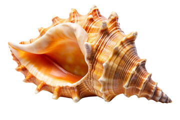 A close-up of a spiral seashell isolated on a white background, showcasing its natural beauty as a marine souvenir from the beach