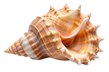 Fototapeta premium A close-up of a spiral seashell isolated on a white background, showcasing its natural beauty as a marine souvenir from the beach