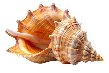 A close-up of a spiral seashell isolated on a white background, showcasing its natural beauty as a marine souvenir from the beach