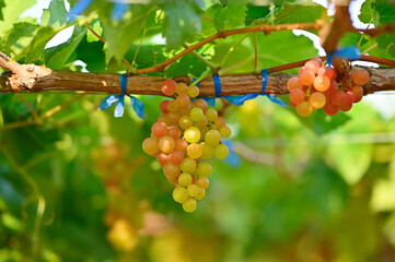 beautiful green grapes on the vines