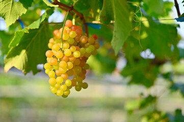 beautiful green grapes on the vines