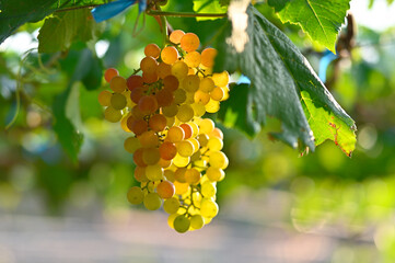 beautiful green grapes on the vines