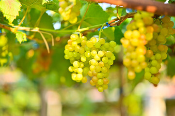 beautiful green grapes on the vines