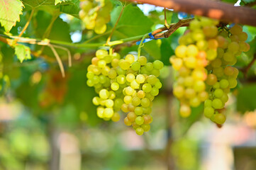 beautiful green grapes on the vines