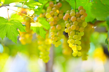 beautiful green grapes on the vines