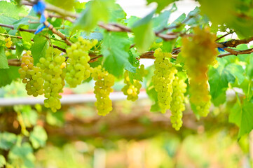 beautiful green grapes on the vines
