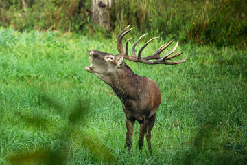 Majestic stag in a lush green forest landscape scene.