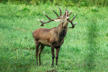 Majestic stag calling out in lush green forest scene