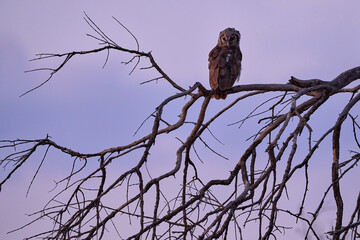 Early violet morning with owl.  Verreaux's Eagle Owl. Rare African owl in the nature habitat in Okawango delta, Moremi Botswana. Night bird with tree forest habitat. Wildlife scene from African nature