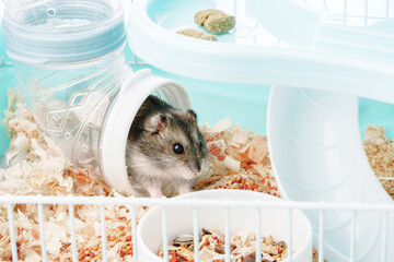 Fototapeta na wymiar A curious hamster exploring its brightly colored habitat on a sunny afternoon