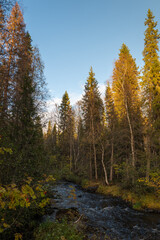 Autumn in Lapland: Forest River in Rovaniemi with Golden Foliage and Clear Sky