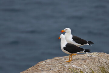 pacific gull