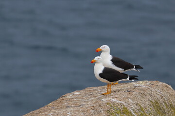 pacific gull