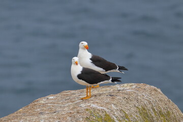 pacific gull