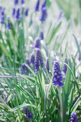 Blooming blue muscari under the sun