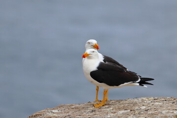 pacific gull