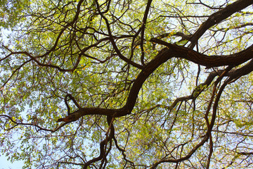 tree branches against sky