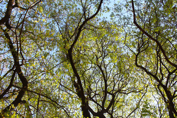 branches against blue sky