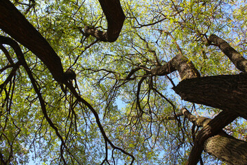 acacia trees in the park in autumn