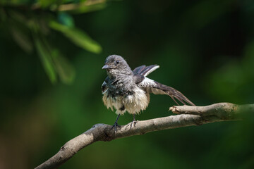 Oriental magpie robin, Copsychus saularis