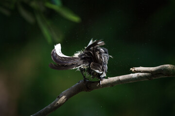Oriental magpie robin, Copsychus saularis
