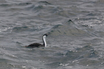 Fototapeta premium cormorant