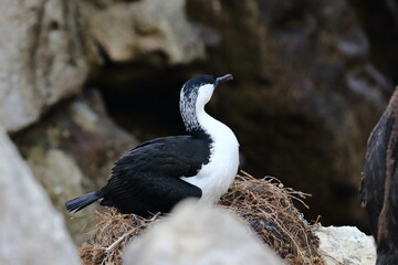 shag