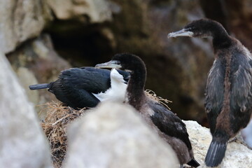 shag