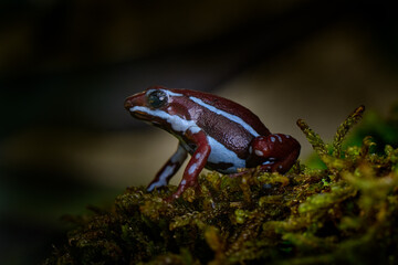 Anthony's poison arrow dart frog, Epipedobates anthonyi, around the Rio Saladillo, Argentina. Blue and dark red poison amphibian in the nature habitat. Argentina wildlife, green moss with frog.