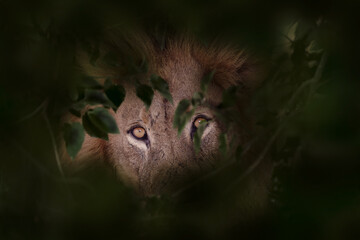 Big mane lion male hidden in the dark green forest leaf vegetation. Danger big cat with yellow eyes...