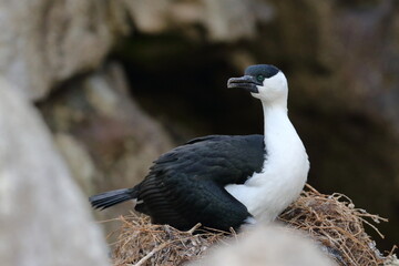 shag
