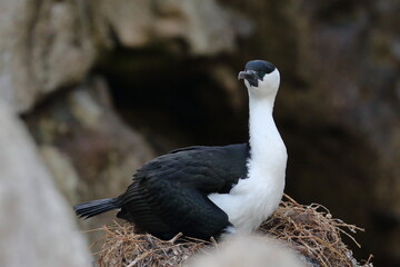 shag
