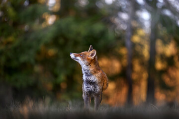 Autumn nature. Cute Red Fox, Vulpes vulpes in fall forest. Beautiful animal in habitat. Wildlife scene from the wild nature, Germany, Europe. Cute animal in habitat. Orange autumn leaves.